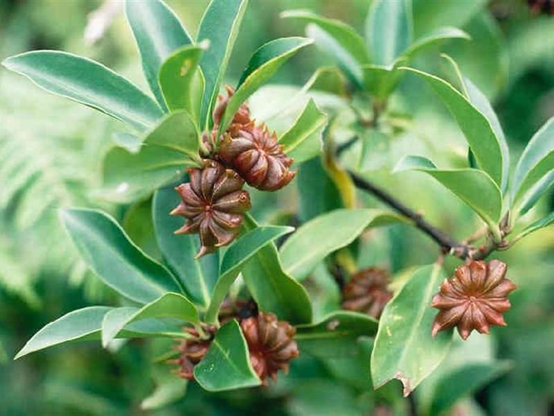 Star anise on the branch