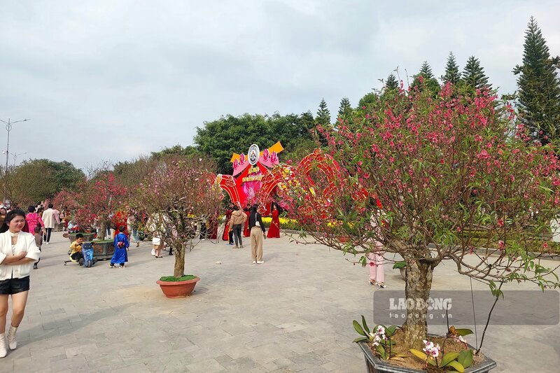 Potted peach trees in blossom on display for sale before Tết